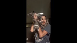 "Gupta, the queen is coming" 😆 Funny tiktok cat videos