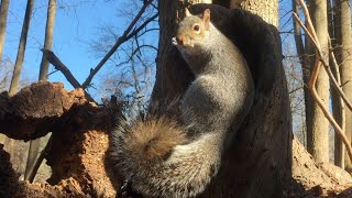 Wildlife Watch: Squirrels, Crows, Songbirds & Forest Critters Video for Cats & Dogs TV, Cat TV Birds