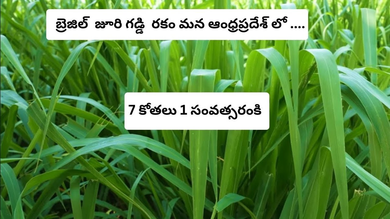 బ్రెజిల్ లో పండించే  జూరీ గడ్డి   మన ఆంధ్రప్రదేశ్ లో సాగు చేస్తున్నారు /JUURI GRASS