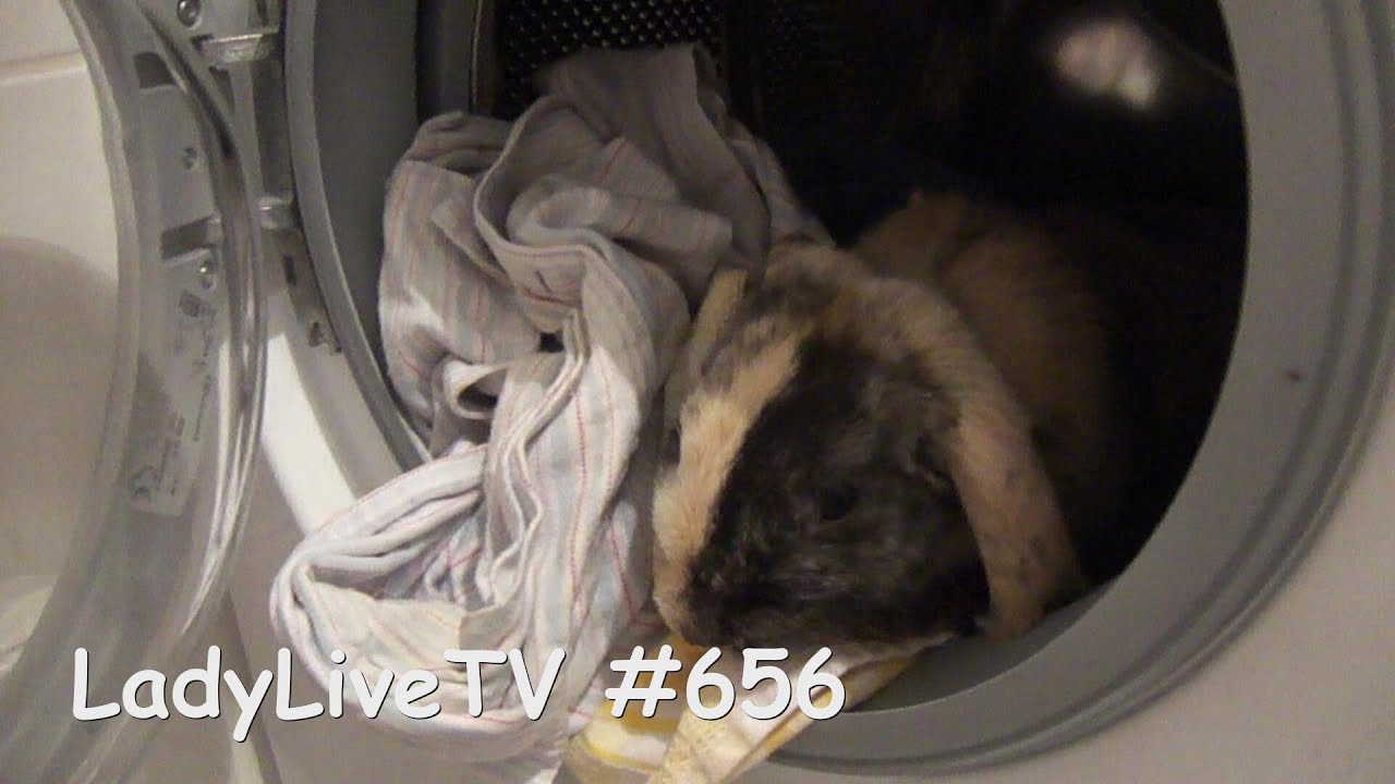 HASE IN DER WASCHMASCHINE! (30. 06. 14 - LadyLiveTV 