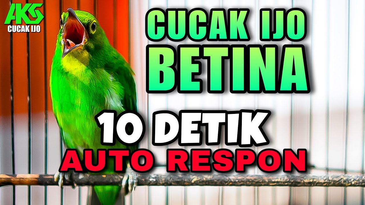 CUCAK IJO BETINA GACOR COCOK BUAT PANCINGAN IJO JANTAN AGAR CEPAT RESPON ON JAMBUL NGENTROK NEMBAK