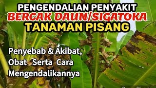 Cara Mengendalikan Penyakit Bercak Daun/Sigatoka Pada Tanaman Pisang