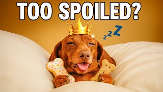 7 Signs Your Dog Is Totally SPOILED (And Proud of It!)