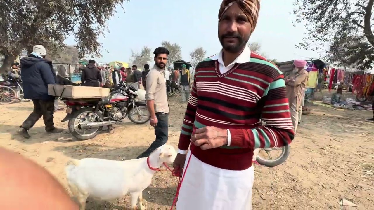 ਸੂਰੇਵਾਲਾ ਬੱਕਰਾ ਮੰਡੀ ਹਰ ਐਤਵਾਰ ਹੋਰ ਬੀ ਕਿਸੇ ਤਰਾ ਦੇ ਜਾਨਵਰ ਲੈਣ ਲਈ page ਫੋਲੋ ਕਰੋ #topquality 