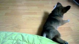 video-2013-03-04-18-50-12236975315