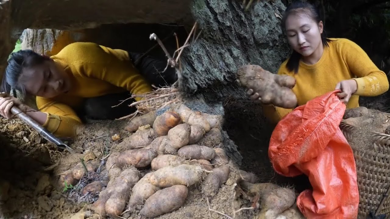 Survival Harvest: Gathering Large Wild Potatoes from a Cave and Selling Them at Market