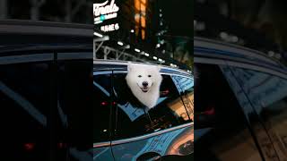 Dark Drift 🔥 Aggressive Phonk #shorts (Slowed + Reverb)