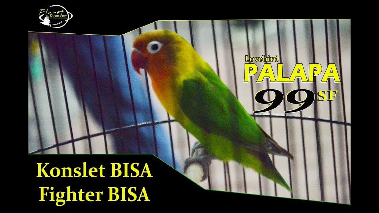 love bird palapa - 99 SF Feat SAbilla Sangkar