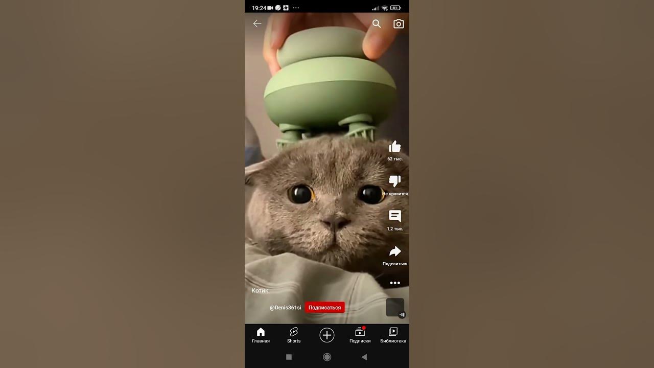 милы котик - YouTube