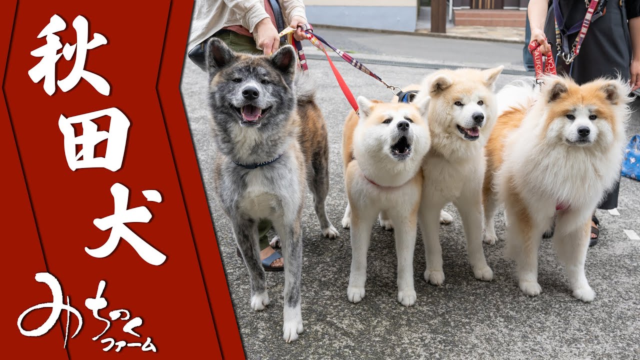 秋田犬 赤毛 虎毛 ムク毛 Youtube