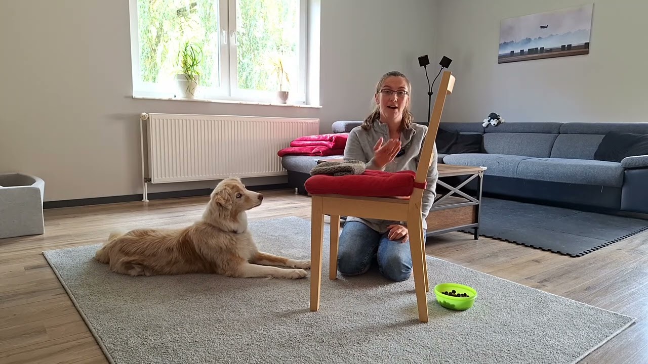 Hund lernt Kinntarget auf einem Lappen | Vorbereitung für das Training eines Kooperationssignals