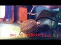 イシガメ用の水槽と濾過器を作ってみた。子ガメ、初めてのミルワーム編