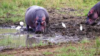 Copyright Free, No Copyright, Royalty Free Stock Footage, Animal Video,Video For Youtube Hippo