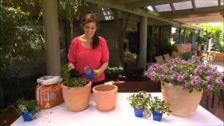 The Garden Gurus - Scaevola Surdiva