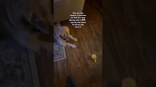 Dog Toy : https://amzn.to/4gYNrAk