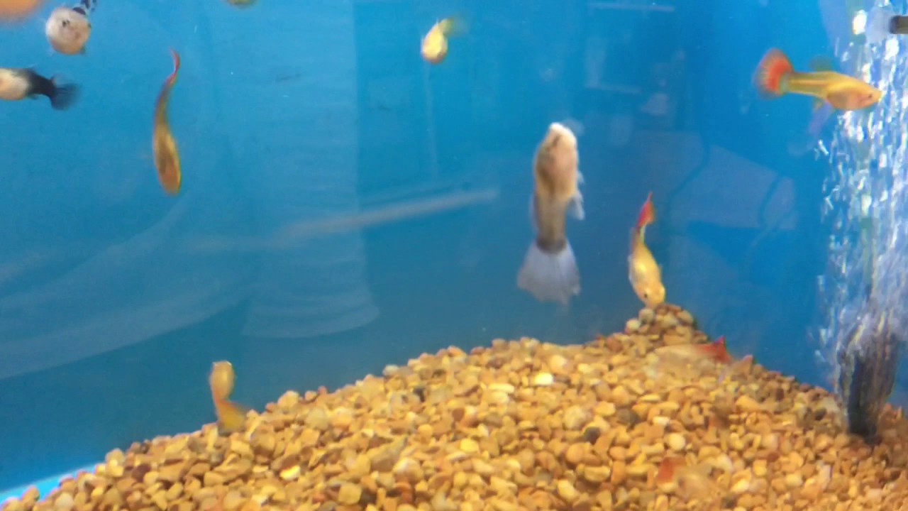 WE DONT HAVE A DOG OBSESSION| Vlog 4