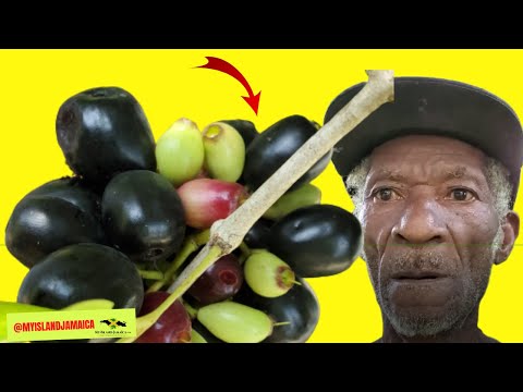 🤔 Its called 'THE FRUIT OF GOD'!  #JamaicanRibena #JavaPlum