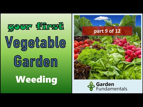 Your First Vegetable Garden 🌽🍅🍆 Maintenance; Watering, Weeding and Thinning