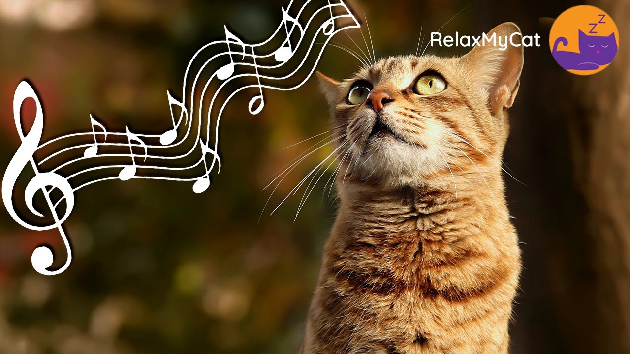 20 HOURS Of Soothing Music For Cats To Relax EXPERT MADE YouTube 20 HOURS Of Soothing Music For Cats To Relax EXPERT MADE YouTube