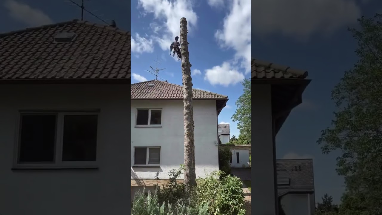 Dead tree removal 🌳🪚