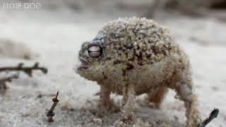 Angry Squeaking JordanH