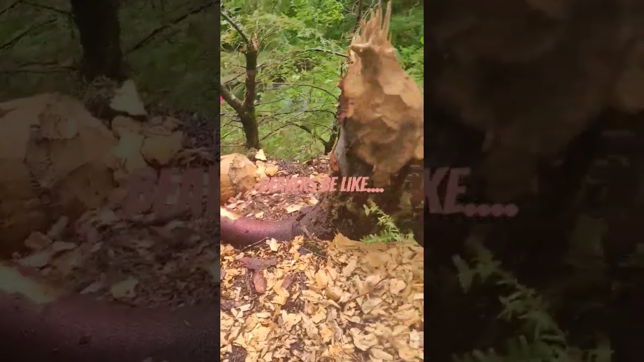 Dude, 🦫  beavers are so messy. 