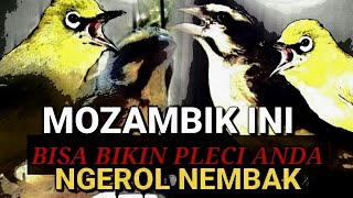 MASTERAN PLECI || Mozambik Gacor Full Nembak