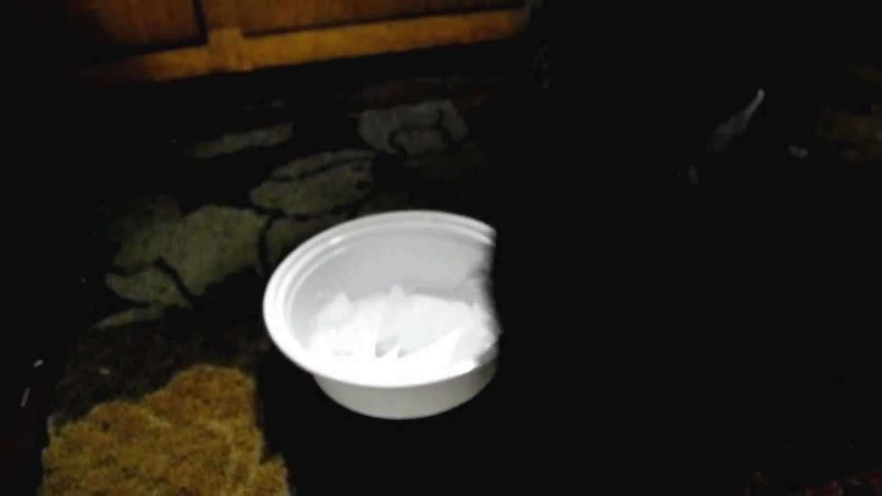Emerson the miniature pig chewing on ice cubes YouTube