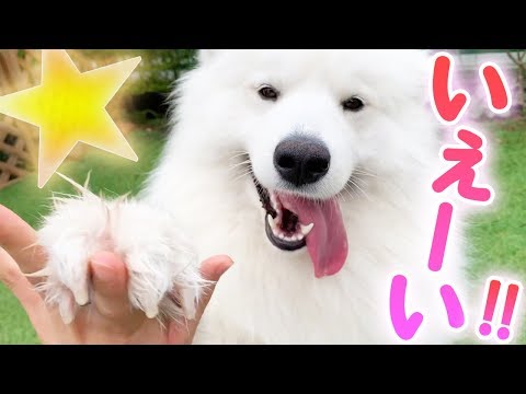 ハイタッチ好きなノリの良いサモエド