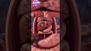 Kendini Yenileyebilen Tek Organ Karaciğer Ğlık