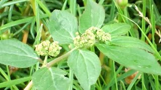Herbal properties of Dudhya tree || Dudhya in curing various human diseases || Bara Kerui || Dudh... screenshot 4