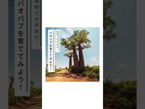 バオバブの育て方 Youtube