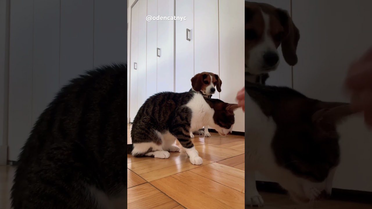 Cat & dog teamwork 