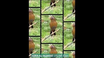 SURAH-AL-ADIYAT سورة العاديات