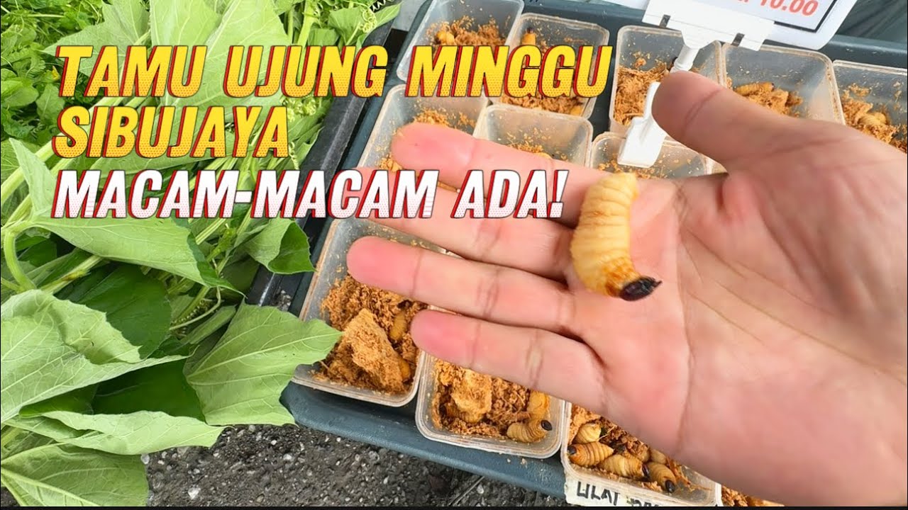 Macam-macam ada di Tamu hujung minggu Sibujaya