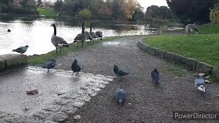 The Pigeons And Geese Of The Park