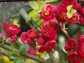Langs het tuinpad van mijn vader (Wim Sonneveld)