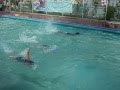 Video13 de 14 Competencia de natacion 14/12/13MOV01362MOV01404