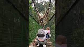 Funny Video 2024 P3 | Don't spank the monkey | Video of funny animal moments | #shorts