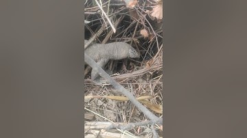 Indian monitor Lizard🦎2023 #youtube #shorts #Monitor_Lizard#viral #video
