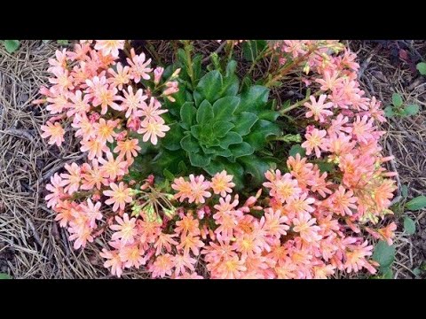Видео: Информация за растенията Lewisia - Как да отглеждате растения Lewisia Bitterroot