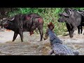 Horrifying!!! Big Buffalo Was Chased And Cut One Leg Amputated By Crocodile While Crossing River