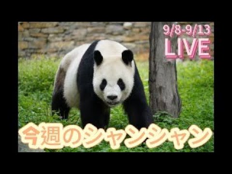 シャンシャン❗ 今週のシャンシャン - YouTube