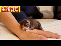 初めて添い寝をする生後３日の赤ちゃん子猫が可愛すぎた【保護猫】