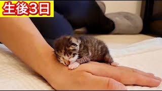 初めて添い寝をする生後日の赤ちゃん子猫が可愛すぎた【保護猫】