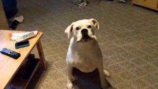 boxer woo-woo.avi