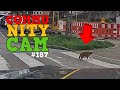 KATZE benutzt ZEBRASTREIFEN &amp; Road Rage | Community Cam Folge 187
