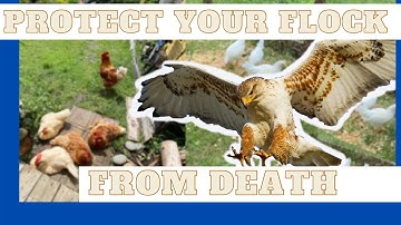 Predator Proof On A Budget With Bird Netting