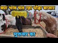 पंजाब मे आसमान छूने लगे घोड़ियों के भाव || Muktsar Horse Market