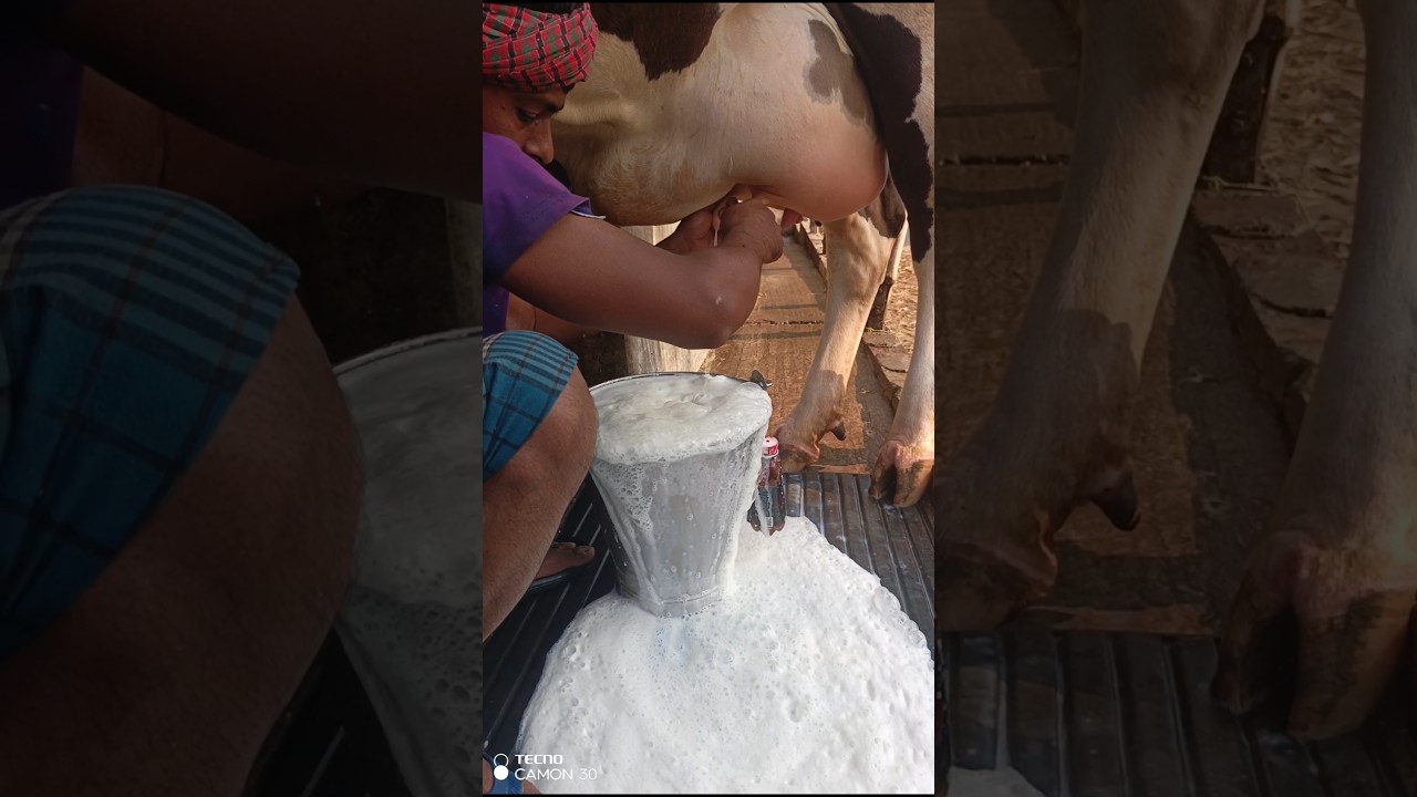 Cow videos, cow milk videos & interesting videos of cow milking 